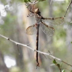 Telephlebia brevicauda (Southern Evening Darner) at Tidbinbilla Nature Reserve - 15 Mar 2022 by JohnBundock