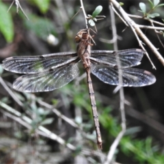 Telephlebia brevicauda at Paddys River, ACT - 15 Mar 2022