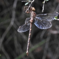 Telephlebia brevicauda at Paddys River, ACT - 15 Mar 2022