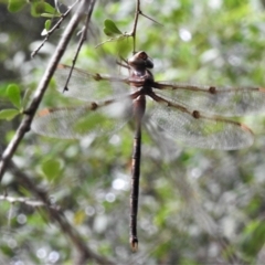 Telephlebia brevicauda at Paddys River, ACT - 15 Mar 2022