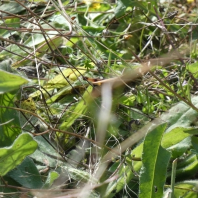 Gastrimargus musicus (Yellow-winged Locust or Grasshopper) at Jindabyne, NSW - 12 Mar 2022 by Birdy