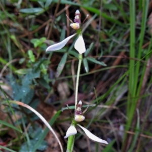 Eriochilus cucullatus at Paddys River, ACT - 15 Mar 2022