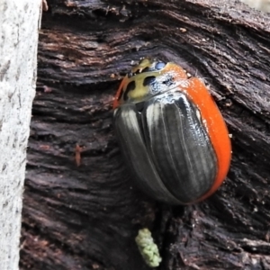 Paropsisterna agricola at Paddys River, ACT - 15 Mar 2022