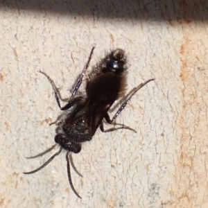 Mutillidae (family) at Murrumbateman, NSW - 13 Mar 2022 05:18 PM