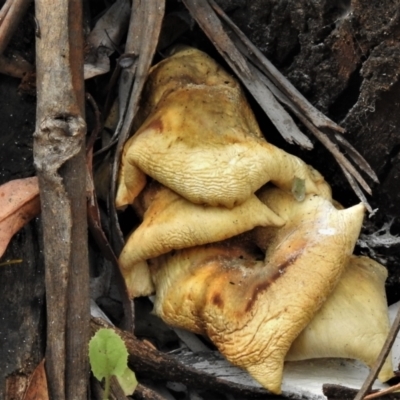 Unidentified Fungus at Paddys River, ACT - 15 Mar 2022 by JohnBundock