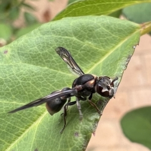 Paralastor sp. (genus) at Murrumbateman, NSW - 12 Mar 2022