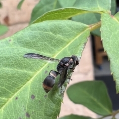 Paralastor sp. (genus) at Murrumbateman, NSW - 12 Mar 2022