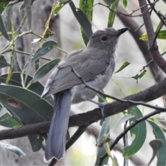 Colluricincla harmonica (Grey Shrikethrush) at Paddys River, ACT - 15 Mar 2022 by JohnBundock