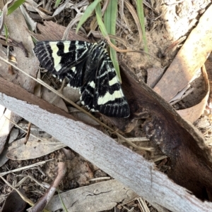 Phalaenoides glycinae at Murrumbateman, NSW - 13 Mar 2022