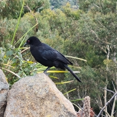 Corcorax melanorhamphos (White-winged Chough) at Isaacs Ridge - 15 Mar 2022 by Mike