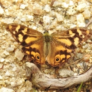 Heteronympha banksii at Paddys River, ACT - suppressed