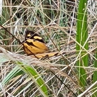 Heteronympha merope (Common Brown Butterfly) at Isaacs, ACT - 15 Mar 2022 by Mike