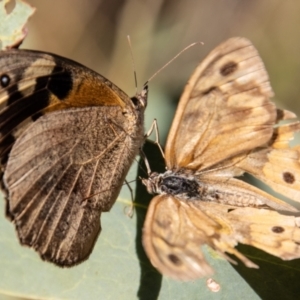 Heteronympha merope at Paddys River, ACT - 14 Mar 2022 08:52 AM