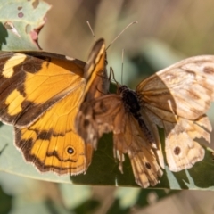 Heteronympha merope at Paddys River, ACT - 14 Mar 2022