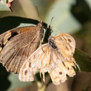 Heteronympha merope at Paddys River, ACT - 14 Mar 2022 08:52 AM