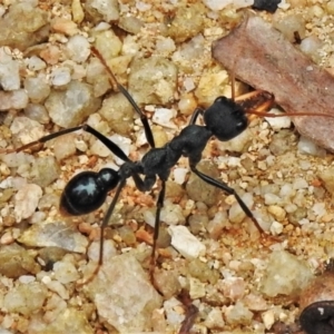 Myrmecia tarsata at Paddys River, ACT - 15 Mar 2022