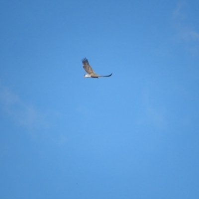 Haliaeetus leucogaster (White-bellied Sea-Eagle) at Fyshwick, ACT - 14 Mar 2022 by BenW