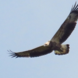 Haliaeetus leucogaster at Fyshwick, ACT - 14 Mar 2022