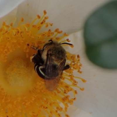 Amegilla sp. (genus) (Blue Banded Bee) at Murrumbateman, NSW - 13 Mar 2022 by SimoneC