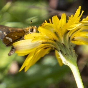 Taractrocera papyria at Paddys River, ACT - 14 Mar 2022 04:06 PM