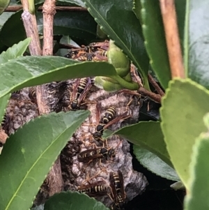 Polistes (Polistes) chinensis at Amaroo, ACT - suppressed