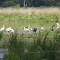 Platalea regia (Royal Spoonbill) at Fyshwick, ACT - 14 Mar 2022 by BenW