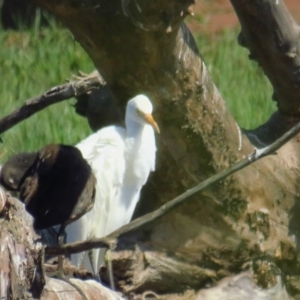 Bubulcus coromandus at Fyshwick, ACT - 14 Mar 2022