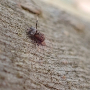 Ledrinae (subfamily) at Murrumbateman, NSW - 5 Mar 2022 11:31 AM