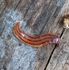 Anzoplana trilineata (A Flatworm) at Watson Green Space - 15 Mar 2022 by AniseStar