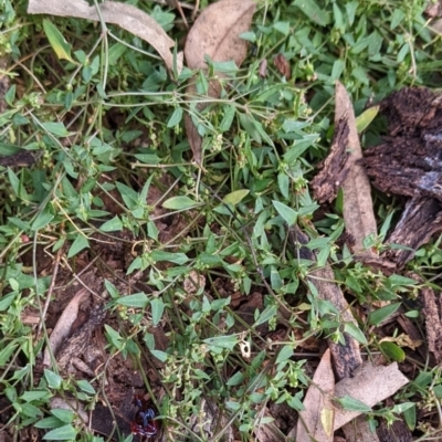 Einadia nutans subsp. nutans (Climbing Saltbush) at Watson, ACT - 14 Mar 2022 by AniseStar