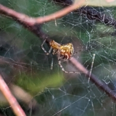 Parasteatoda sp. (genus) (A comb-footed spider) at Watson, ACT - 14 Mar 2022 by AniseStar