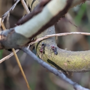 Iridomyrmex purpureus at Watson, ACT - 14 Mar 2022