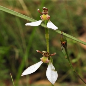 Eriochilus cucullatus at Paddys River, ACT - suppressed