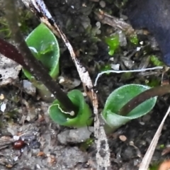 Eriochilus cucullatus at Paddys River, ACT - 15 Mar 2022