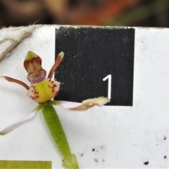 Eriochilus cucullatus at Paddys River, ACT - suppressed