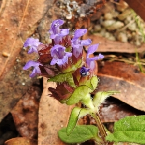 Prunella vulgaris at Paddys River, ACT - 15 Mar 2022