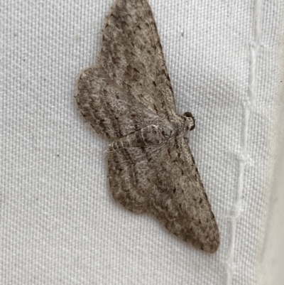 Phelotis cognata (Long-fringed Bark Moth) at Jerrabomberra, NSW - 15 Mar 2022 by SteveBorkowskis