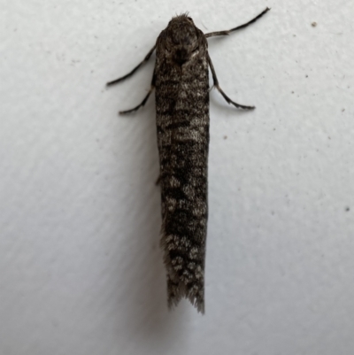 Lepidoscia (genus) ADULT (A Case moth) at Jerrabomberra, NSW - 15 Mar 2022 by SteveBorkowskis