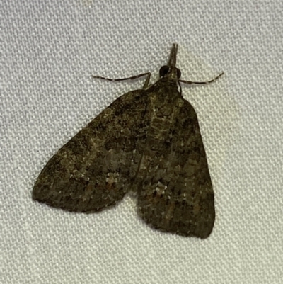 Microdes squamulata (Dark-grey Carpet) at Jerrabomberra, NSW - 14 Mar 2022 by SteveBorkowskis