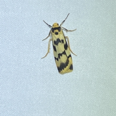 Tigrioides alterna (Alternating Footman) at Jerrabomberra, NSW - 14 Mar 2022 by SteveBorkowskis