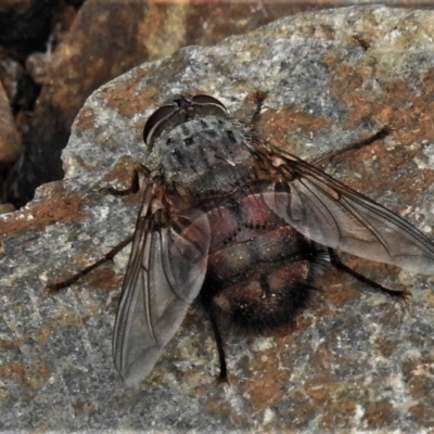 Rutilia sp. (genus) (A Rutilia bristle fly, subgenus unknown) at Tidbinbilla Nature Reserve - 15 Mar 2022 by JohnBundock