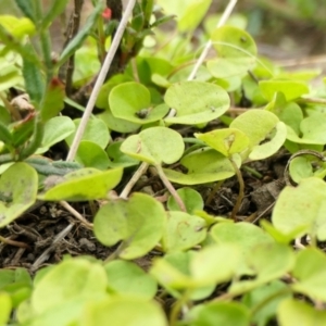 Dichondra repens at Yass River, NSW - 15 Mar 2022