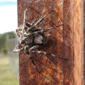 Backobourkia sp. (genus) at Yass River, NSW - 15 Mar 2022