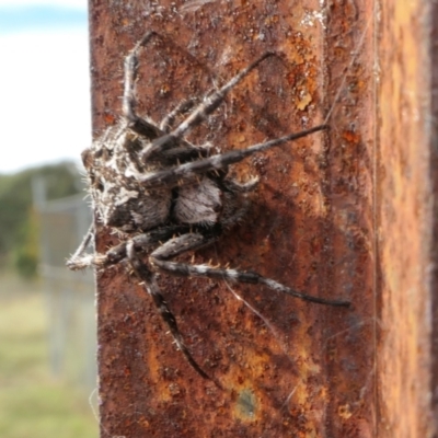 Backobourkia sp. (genus) (An orb weaver) at Yass River, NSW - 15 Mar 2022 by SenexRugosus