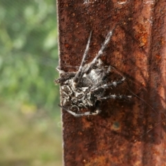 Backobourkia sp. (genus) at Yass River, NSW - 15 Mar 2022