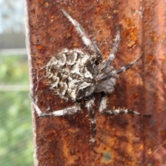 Backobourkia sp. (genus) at Yass River, NSW - 15 Mar 2022