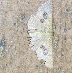 Epicyme rubropunctaria (Red-spotted Delicate) at Jerrabomberra, NSW - 14 Mar 2022 by Steve_Bok