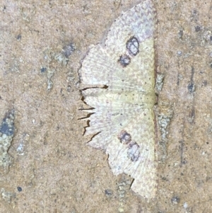 Epicyme rubropunctaria at Jerrabomberra, NSW - 14 Mar 2022