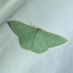 Chlorocoma melocrossa (Cream-fringed Emerald) at Jerrabomberra, NSW - 14 Mar 2022 by Steve_Bok