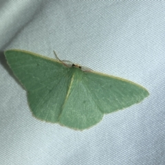 Chlorocoma melocrossa at Jerrabomberra, NSW - 14 Mar 2022